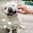Dog & Cat Wipes - Hypoallergenic Eye Wipes