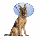 Calming E-Collar