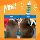 Dog & Cat Shampoo - Moisturizing Shea Butter