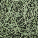 Hand-Selected Orchard Grass