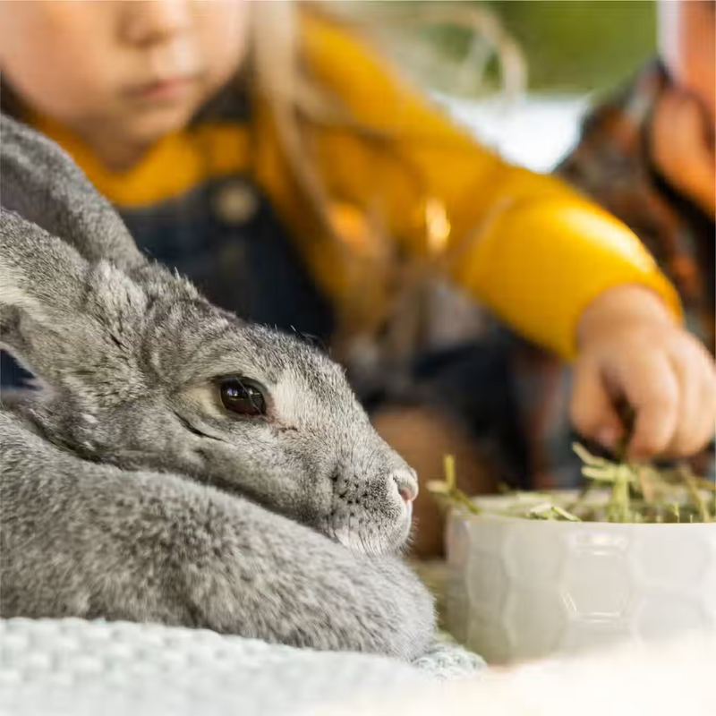 Hand-Selected Timothy Grass