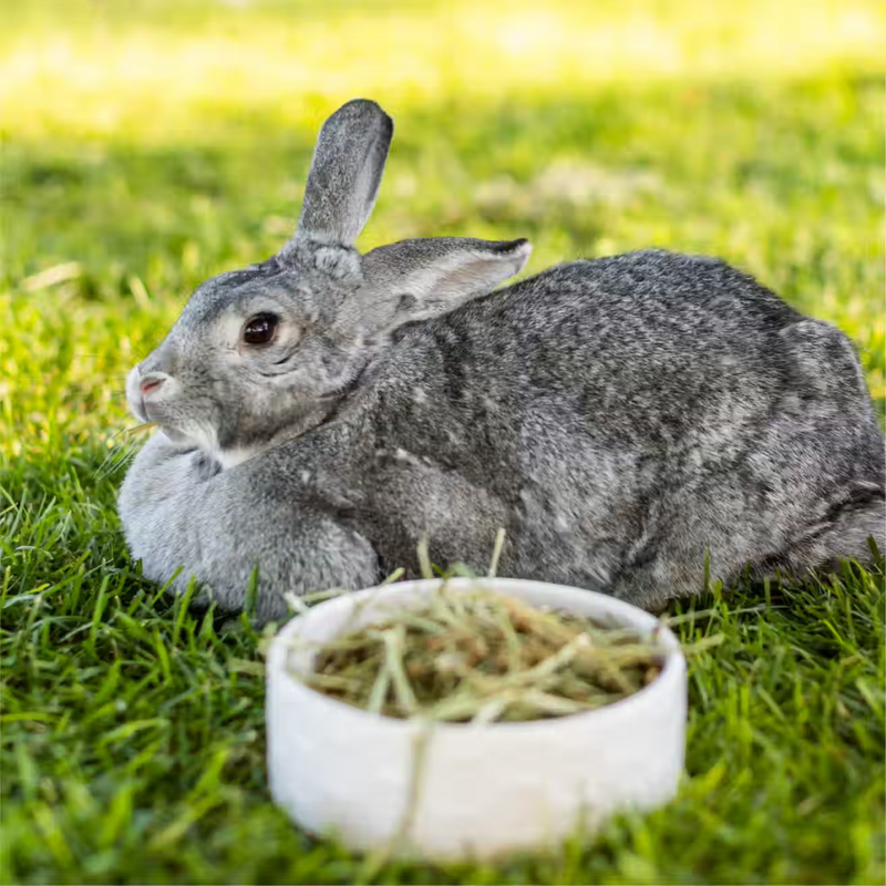 Hand-Selected Timothy Grass