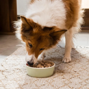 Freeze Dried Dog Food - Grass Fed Beef Recipe Dinner Morsels