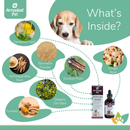 On Going Care - Immuno Boost for Dogs & Cats