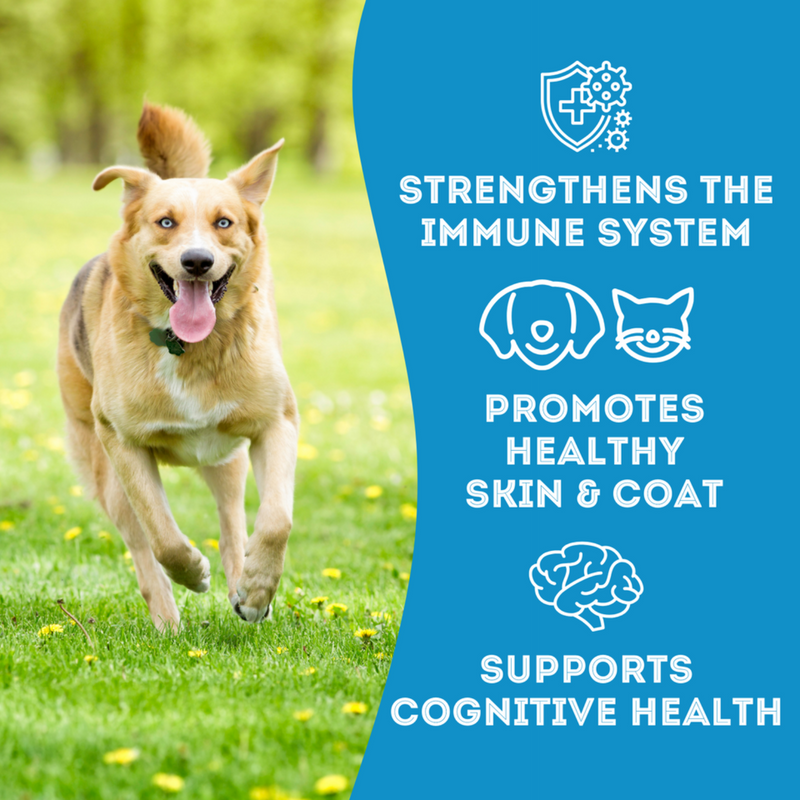 Dog & Cat Treat - Fish & Noooo Chips - Premium Dehydrated Cod Skin