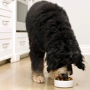 Dry Dog Food - RawMix - Front Range Recipe - Grain & Legume Free