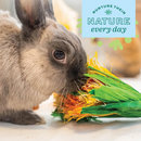 Enriched Life - Celebration Bouquet