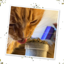 Catnip - Kalico Kush - Valerian Root & Catnip Blend