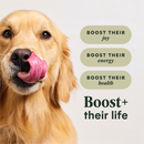 Dry Dog Food - Raw Boost+, Gut Health - Adult