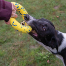 Dog Toy - NITRO - Ring