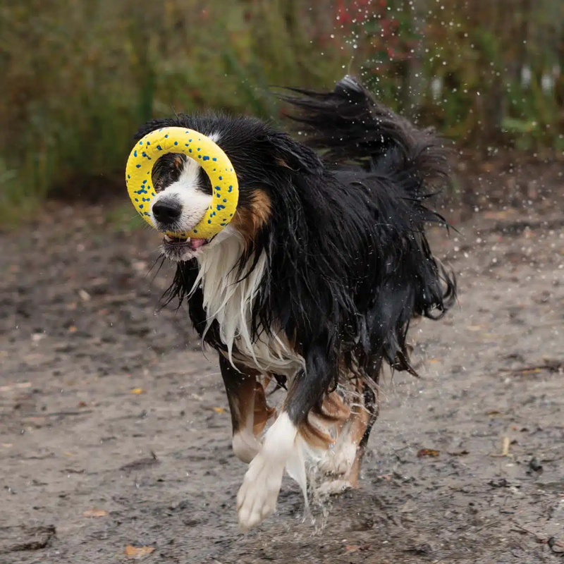 Dog Toy - NITRO - Ring