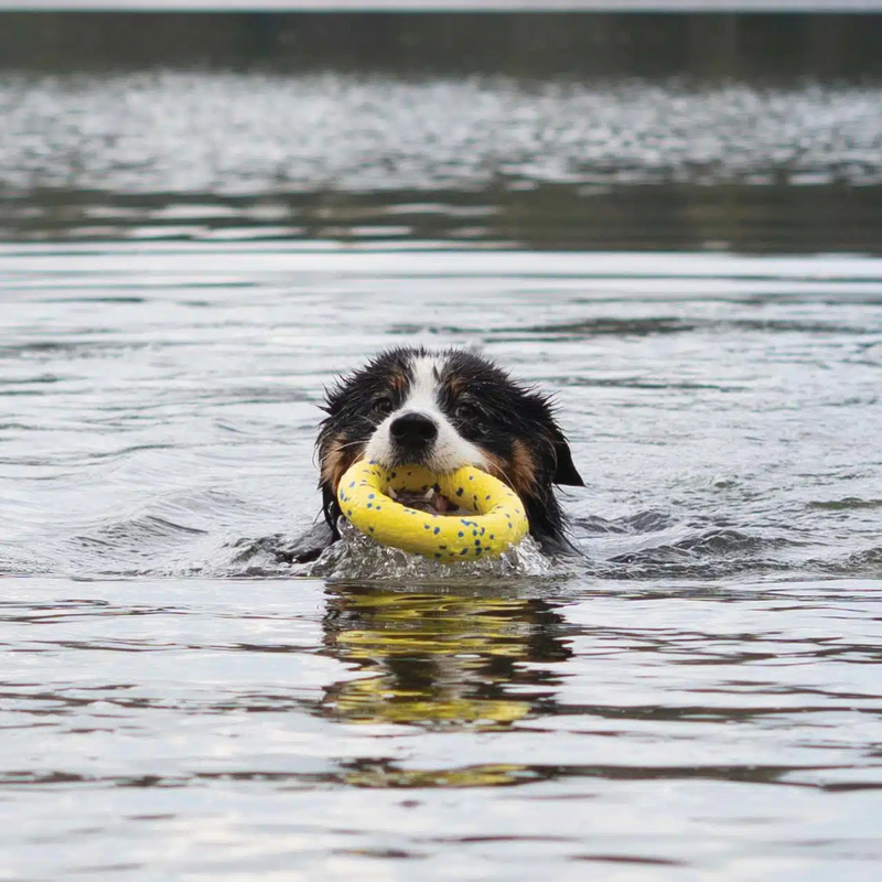 Dog Toy - NITRO - Ring