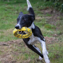 Dog Toy - NITRO - Ring with Rubber Core