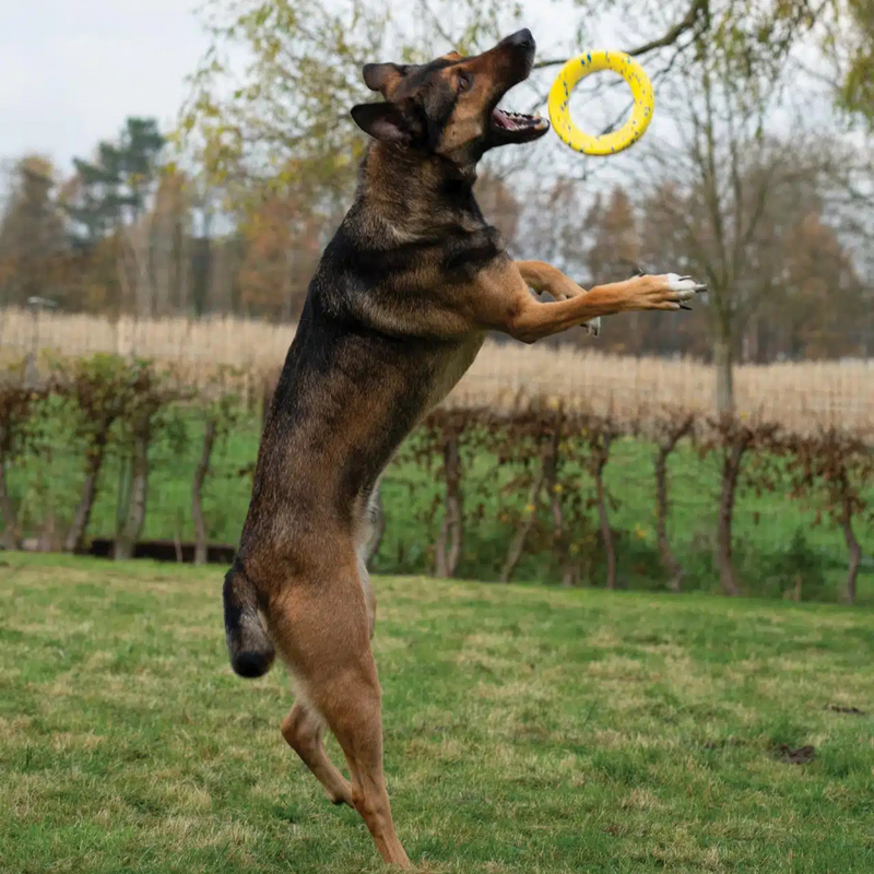 Dog Toy - NITRO - Ring with Rubber Core