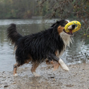 Dog Toy - NITRO - Ring with Rubber Core