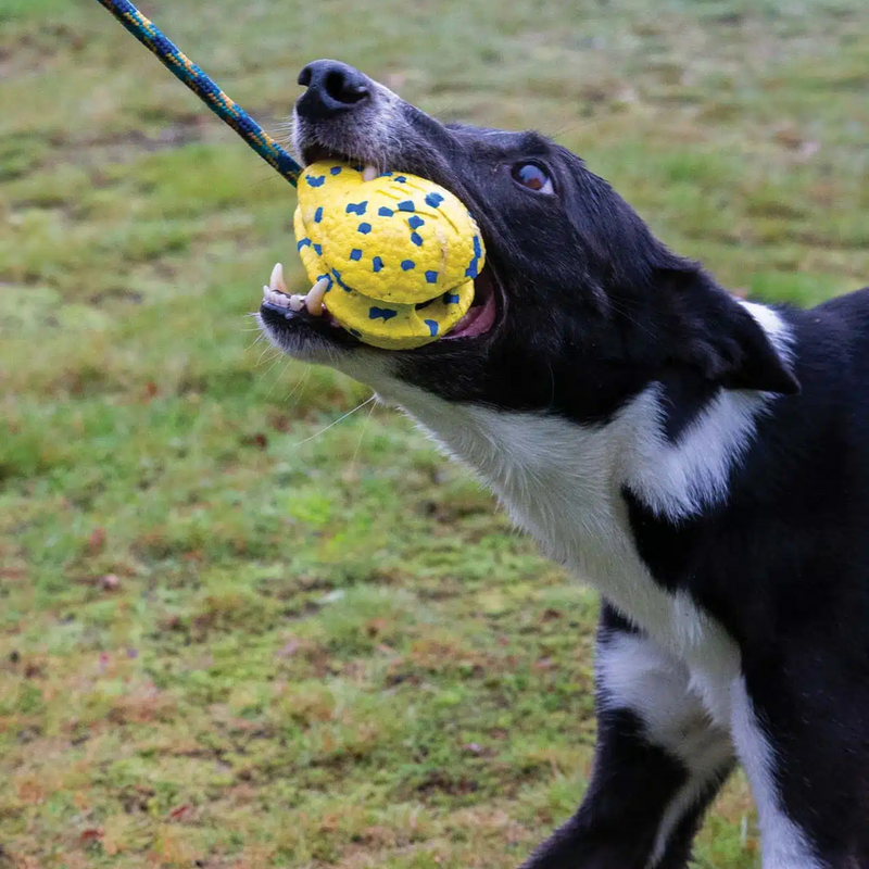 Dog Toy - NITRO - Slinger