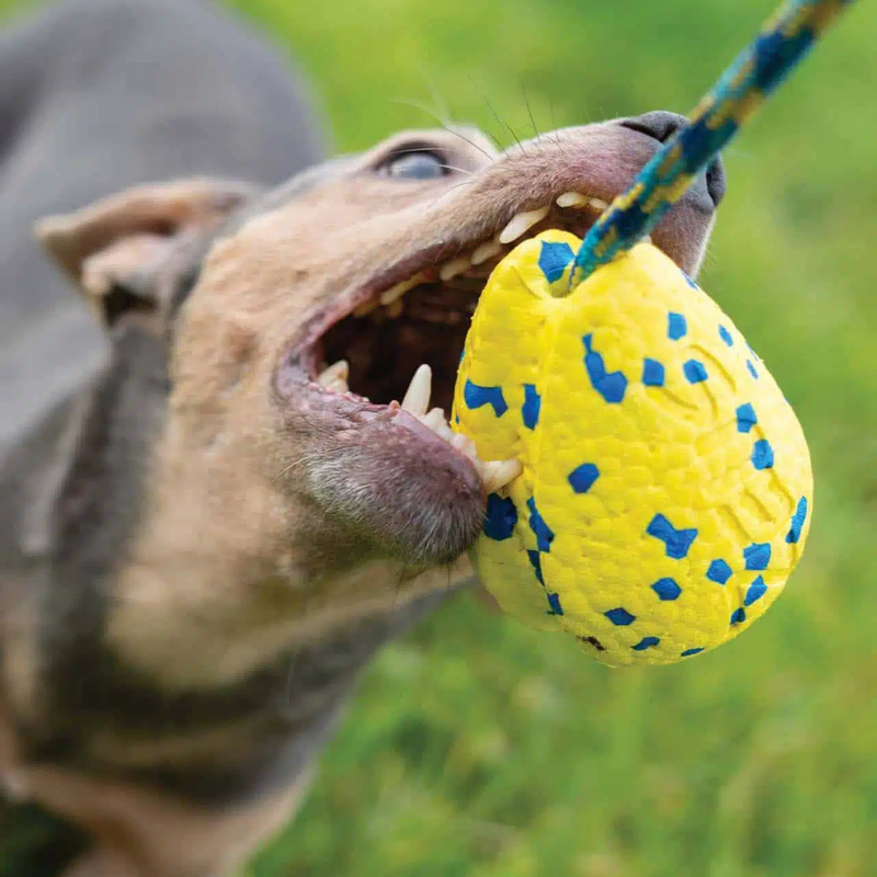 Dog Toy - NITRO - Slinger