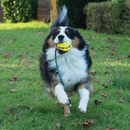 Dog Toy - NITRO - Slinger