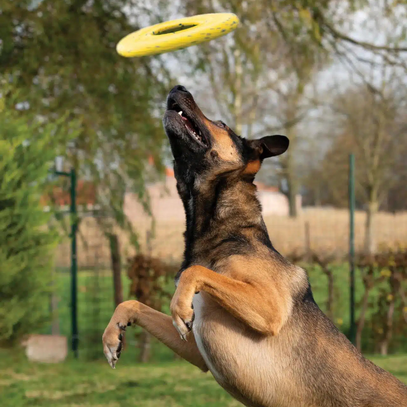 Dog Toy - NITRO - Disc