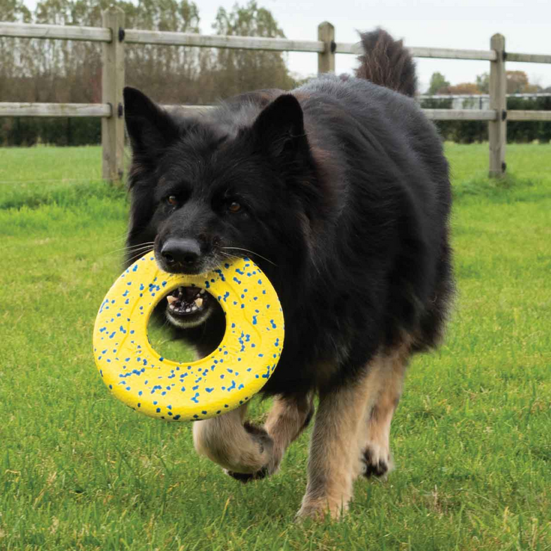 Dog Toy - NITRO - Disc