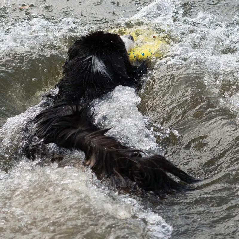 Dog Toy - NITRO - Disc