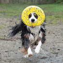 Dog Toy - NITRO - Disc