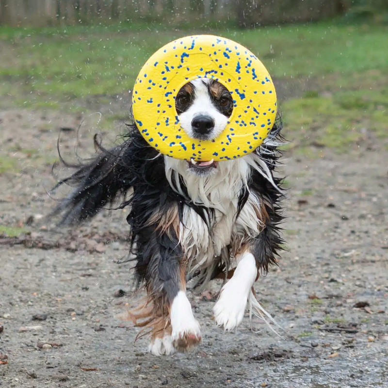 Dog Toy - NITRO - Disc