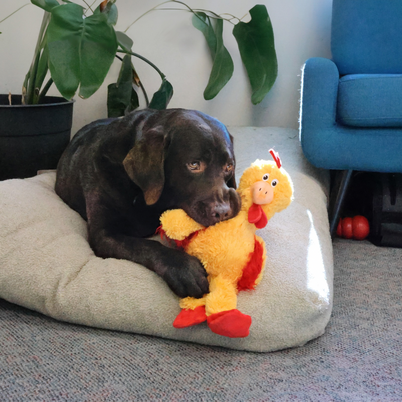 狗玩具 - KNOTS - 很丑的鸡