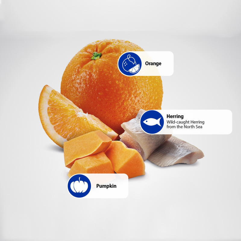 猫干粮 - N & D - 海洋 - 鲱鱼，南瓜 & 橙子 - 成年猫