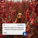 Dry Dog Food - N & D - QUINOA - Digestion Lamb - Adult Mini