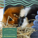 Oat Hay