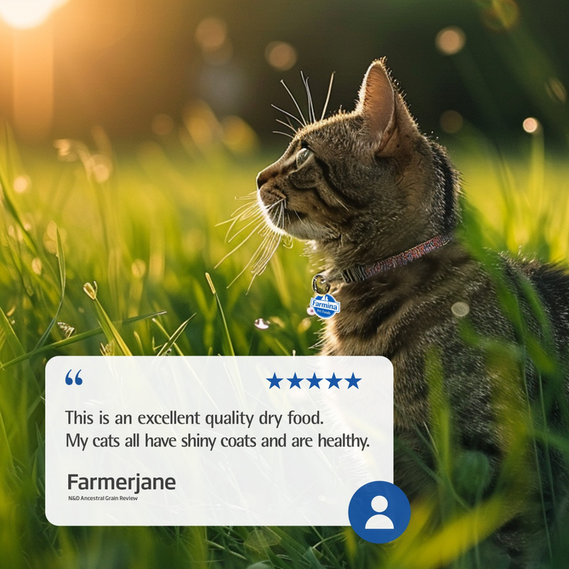 Dry Cat Food - N & D - ANCESTRAL GRAIN - Lamb & Blueberry - Adult