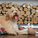 Rope Skeleton Dog Toy - Moose