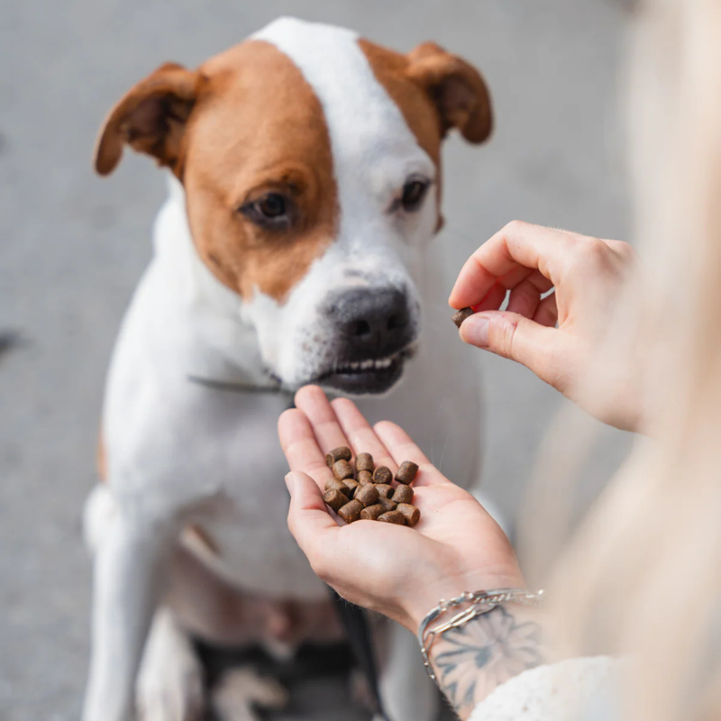Dry Dog Food - Local Harvest (Chicken, Sweet Potato and Apple)