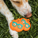 装饰狗狗饼干 - 南瓜眼镜款 | 秋季限定 - 散装1片装
