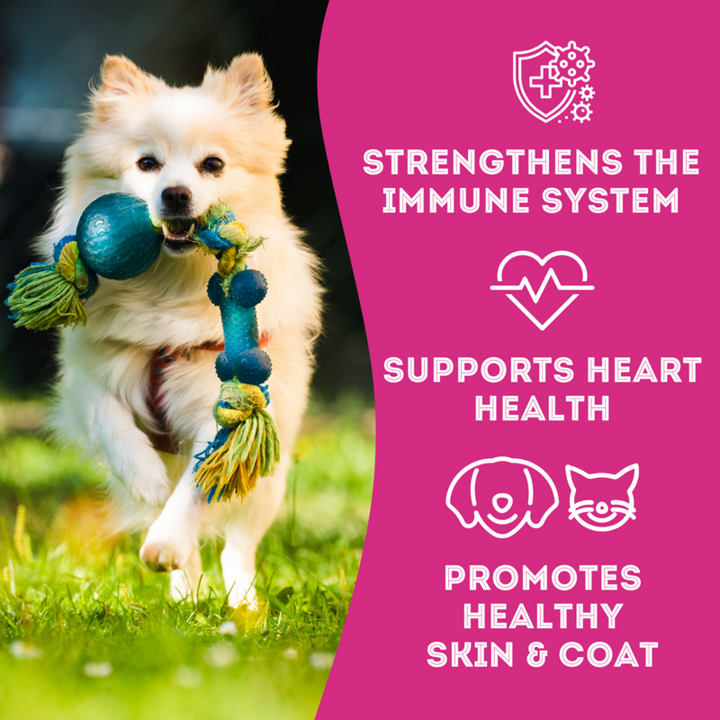 Dog & Cat Treat - Let's Hook Up - Premium Freeze Dried Salmon - 50 g