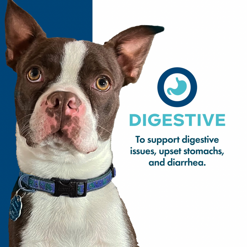 Functional Dog Treat - Nutritionals - Digestive - 6 oz