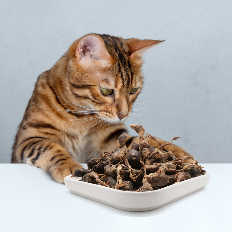 Freeze Dried Cat Treat - Whole Quail