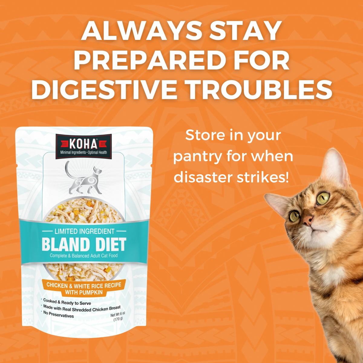 What is a Bland Diet for Cats: Essential Guide for Pet Health