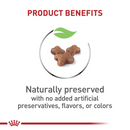 Dry Cat Food - Kitten