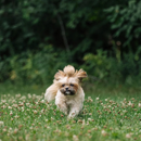 Natural Dog Supplement - Chaga & Blueberry