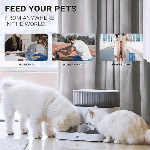 Purechew Double Automatic Pet Feeder with double bowls