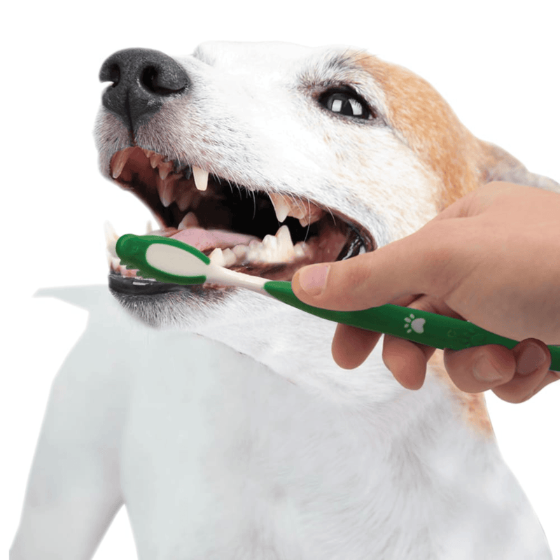 Advance Oral Care - Dog Dental Kit - Natural Peanut Flavor - J & J Pet Club - Nylabone