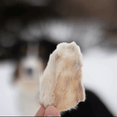 Air Dried Dog Treat - Rabbit Ear - 35 g - J & J Pet Club - Charmy Box