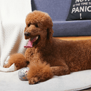 Ball Dog Toy - Zoo Ball - Sheep - J & J Pet Club - HugSmart