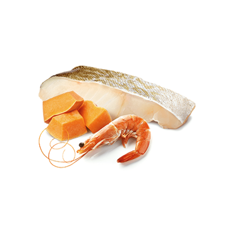 Canned Cat Food - N & D - OCEAN - Cod, Shrimp & Pumpkin - Adult - 2.5 oz - J & J Pet Club - Farmina