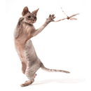 Cat Teaser, DA PURR-PELLER with Rod - J & J Pet Club - GO CAT