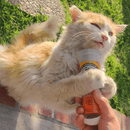 Catnip Blends - Kalico Kush - Valerian Root & Catnip - 0.917 oz - J & J Pet Club - Meowijuana