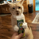 Catnip Blends, Meowi-Waui, Catnip Bud Shake - 0.75 oz - J & J Pet Club - Meowijuana