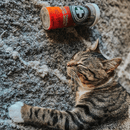 Catnip Blends - Purrple Passion - Silvervine & Catnip - 0.917 oz - J & J Pet Club - Meowijuana